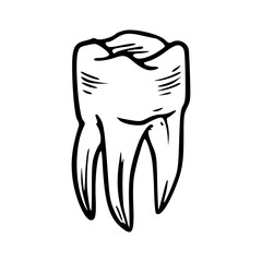 detailed tooth outline vector illustration