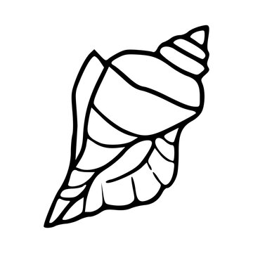 beach shell outline icon
