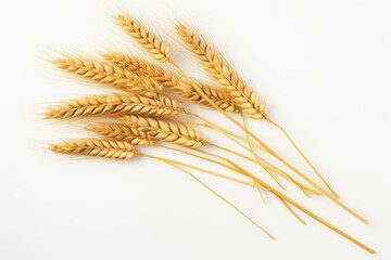 Fototapeta premium Barley wheat.