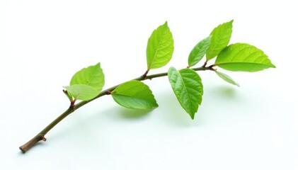 Obraz premium Single branch with a few leaves on a white background, isolated, leafy
