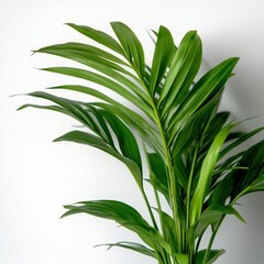 Fototapeta premium Vibrant green palm leaves against a white background