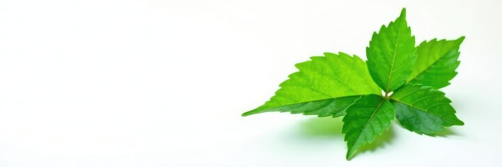 Obraz premium Single green leaf isolated on white background, bloom, background, botanical