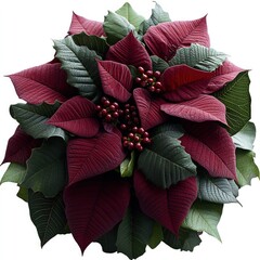 Dark red poinsettia arrangement