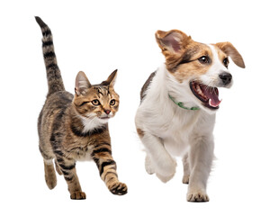 Dogs and cats joyfully running together in a playful moment indoors