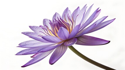 Serene Bloom: A close-up shot of a delicate water lily, showcasing its intricate petals in soft hues of purple, captures the ephemeral beauty and tranquility of nature. 