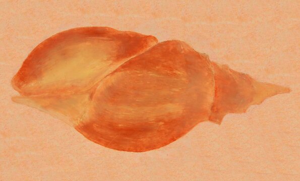 THE SHELL, dry pastel drawing on Ingres paper, 26 x 42, illustration of a Charonia tritonis shell or Giant Triton, or Conch Triton, or Neptune's Trumpet, yellow, orange and ochre on a beige background