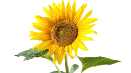 Obraz premium Sunflower blooming with transparent background, ideal for compositions