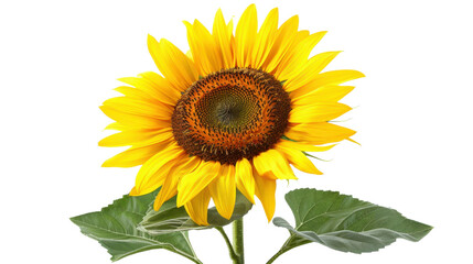 Obraz premium Sunflower blooming with transparent background showing its beauty