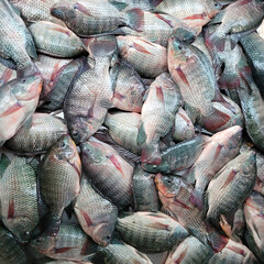 Group of tilapia fish swimming behind glass of water tank on seafood market