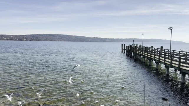 Serene Scenic Wooden Pier on Lake Starnberg, Bavaria, with Seagulls