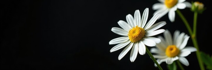 Fototapeta premium Delicate chamomile blooms on black background, intricate details, still life, nature