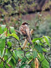 bird on a branch
