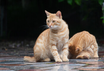 Two cute stray orange cats