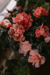 Pink and red flowers in a pot