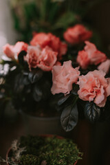 Pink and red flowers in a pot