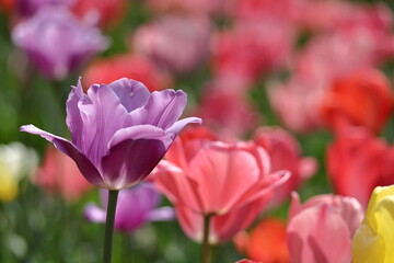 色とりどりに咲き誇る赤白黄色