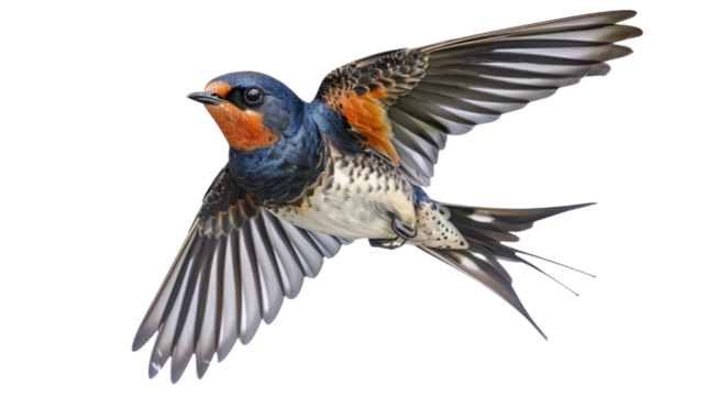 Welcome swallow flying with open wings on transparent background