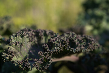 Broccoli leaf with wavy purple tips on a blurred background