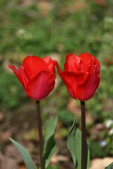 色とりどりに咲き誇る赤白黄色