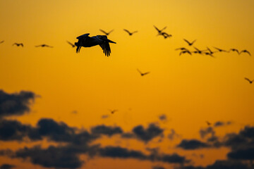 Pelican Silhouette flying toward Right