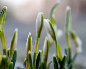 the first spring flowers in the garden, white snowdrops, frost