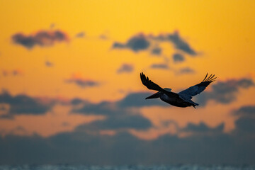 Pelican Silhouette flying towards left