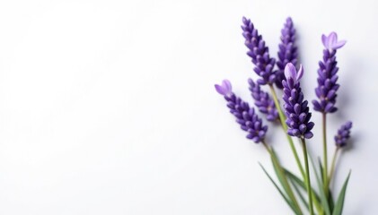 Obraz premium Sprig of lavender with prominent purple flowers against a crisp white background, background, nature, purple