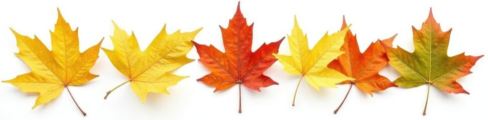 Obraz premium Sprigs of autumn leaves isolated on white background, green, leaves