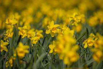 Obraz premium A full frame photograph of a field of vibrant daffodils growing in the Welsh countryside, with selective focus