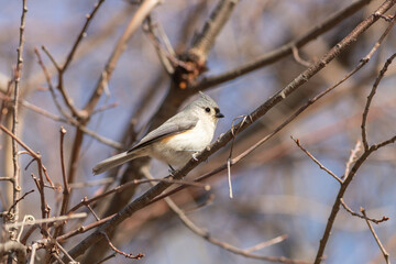 titmouse on a branch