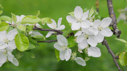 Apple tree flowers close up. Blooming apple tree. Spring background with white аpple tree flowers. Branch of apple tree with white flowers and green leaves. Floral background. 