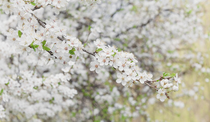 White cherry flowers close up. White cherry flowers on nature background. Blooming cherry tree branch in spring. Springtime floral banner.