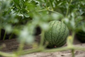 Light watermelon with thin green stripes among the leaves on a path of planks