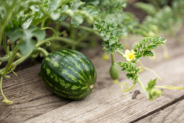 Growing striped watermelon and a whip with an ovary and flowers on a path of planks
