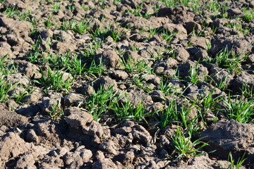 Green shoots emerging from the soil in an agricultural field
