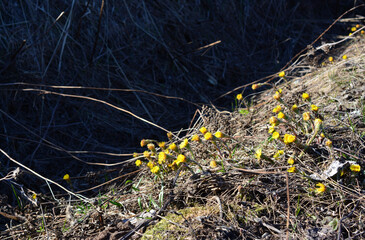 Field of vibrant yellow flowers blooming in the spring sunshine
