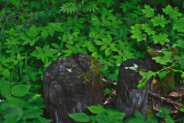 Stumps and green foliage in a vibrant forest