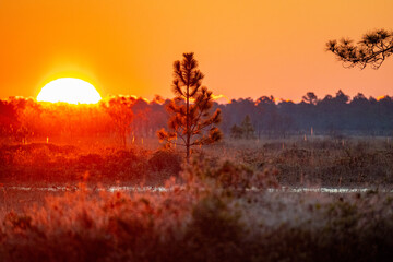 Wetlands Sunrise
