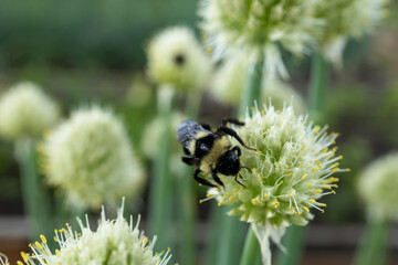 Black bumblebee collects nectar on an onion inflorescence. Pollination