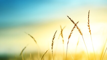 Fototapeta premium Muted earthy tones with a subtle soft blur, natural and calming