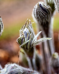 purple spring flowers, Pulsatilla patens in spring on a natural background