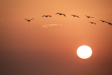Birds Flying above Rising Sun 1