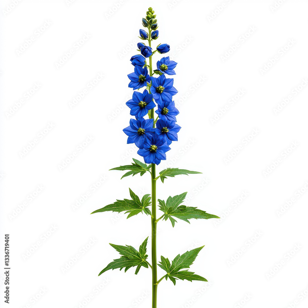 Poster a beautiful blue delphinium blooming gracefully with soft petals against a gentle background offerin