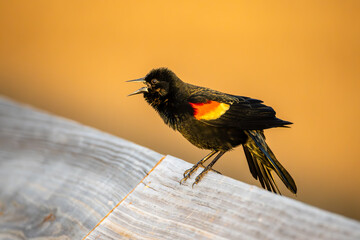 Red-winged Blackbird singing while perched on railing