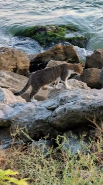 En fin d&rsquo;apr&egrave;s-midi, un chat des rues est en train de chasser au bord de la mer, tout pr&egrave;s de l&rsquo;eau.