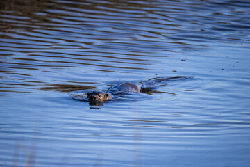 American River Otter 3