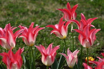 Fototapeta premium 色とりどりに咲き誇る赤白黄色