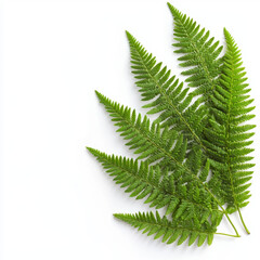 A beautiful fern leaf displaying an intricate pattern and vibrant green color perfect for adding text or captions in a natural setting