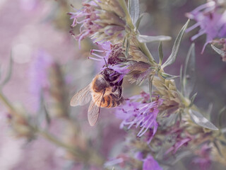 bee sits on lavender, close-up photo of insect. Beautiful summer photo, warm summer day, sunshine. picture for congratulations. poster for interior. picture for house. interior photography