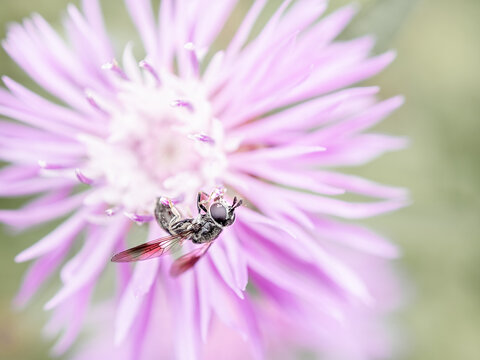 cute bee collects nectar on flower. close-up photo of insect. Beautiful summer photo, warm summer day, sunshine. poster for interior. picture for house. interior photography